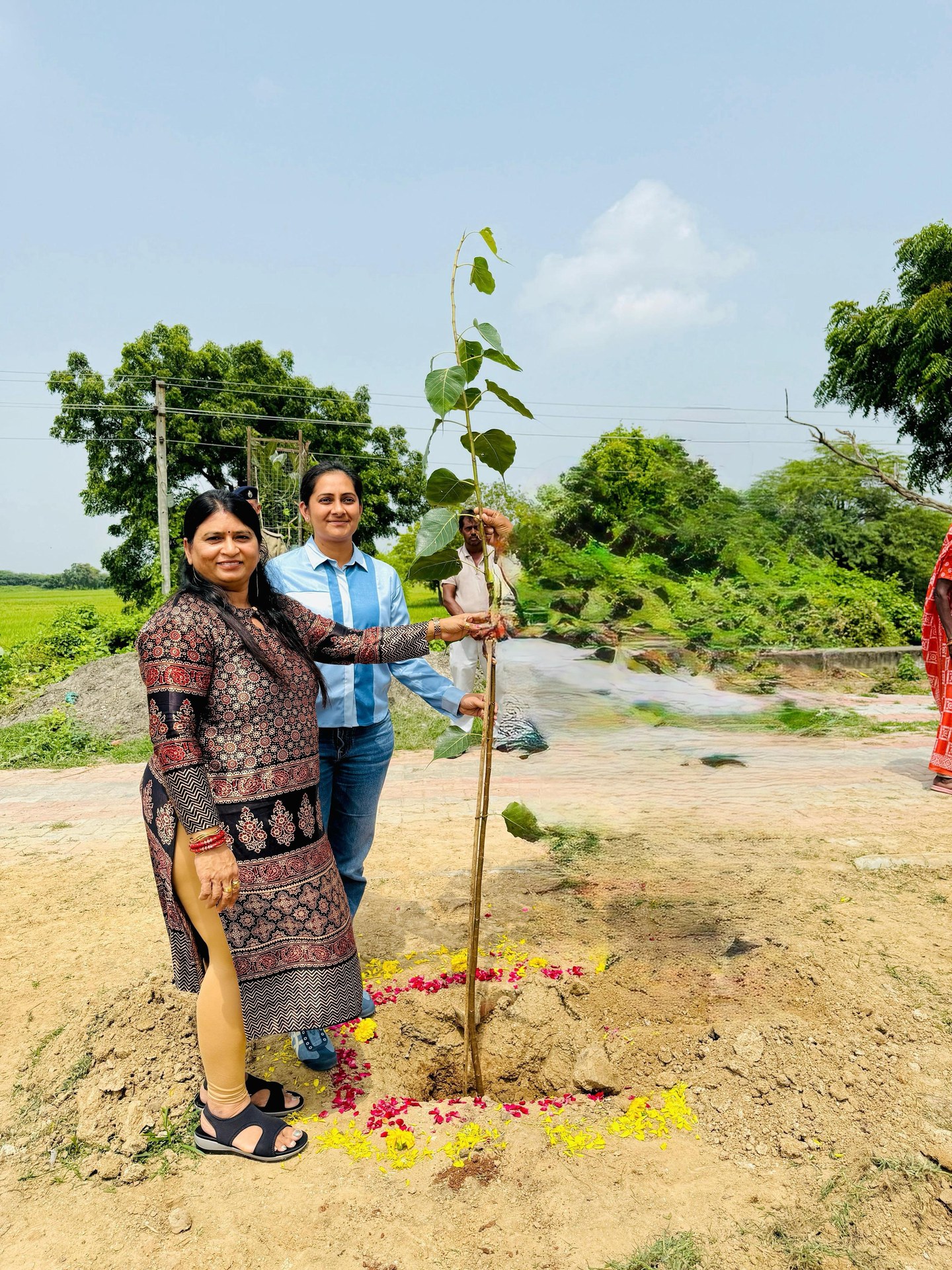 Young sapling planted in village soil